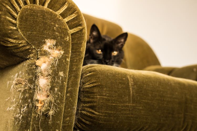 Cats scratch furniture for many reasons