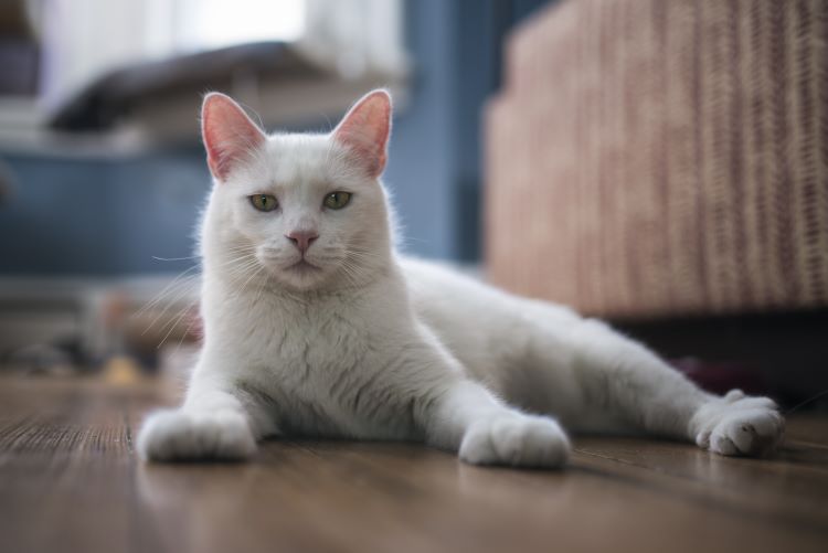 Cats make great pets, but they can be destructive in your house